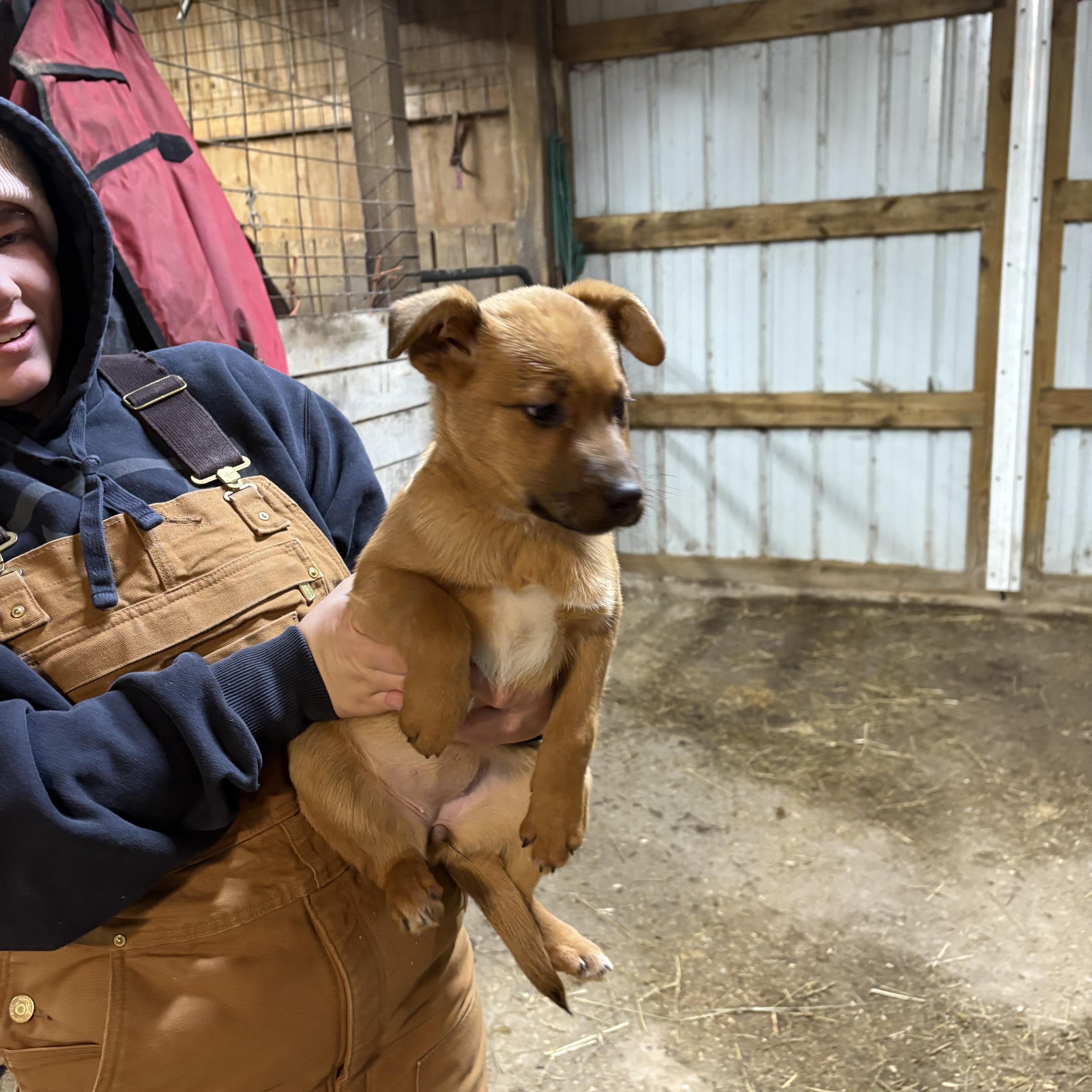 Jordie, ADOPTABLE, Puppy Female Australian Cattle Dog / Blue Heeler.