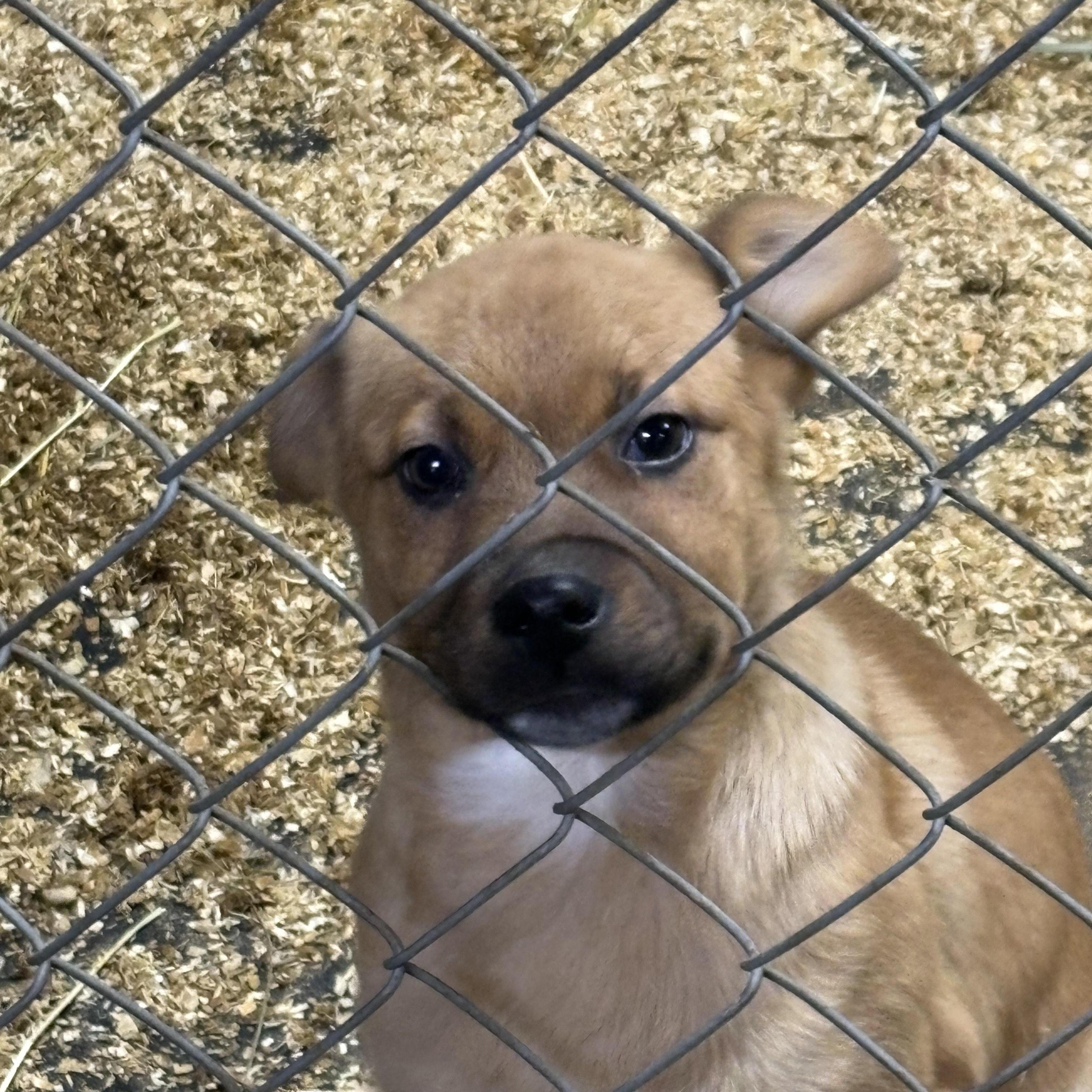 Jordie, a ADOPTABLE mixed breed in Philadelphia, PA image 3/3