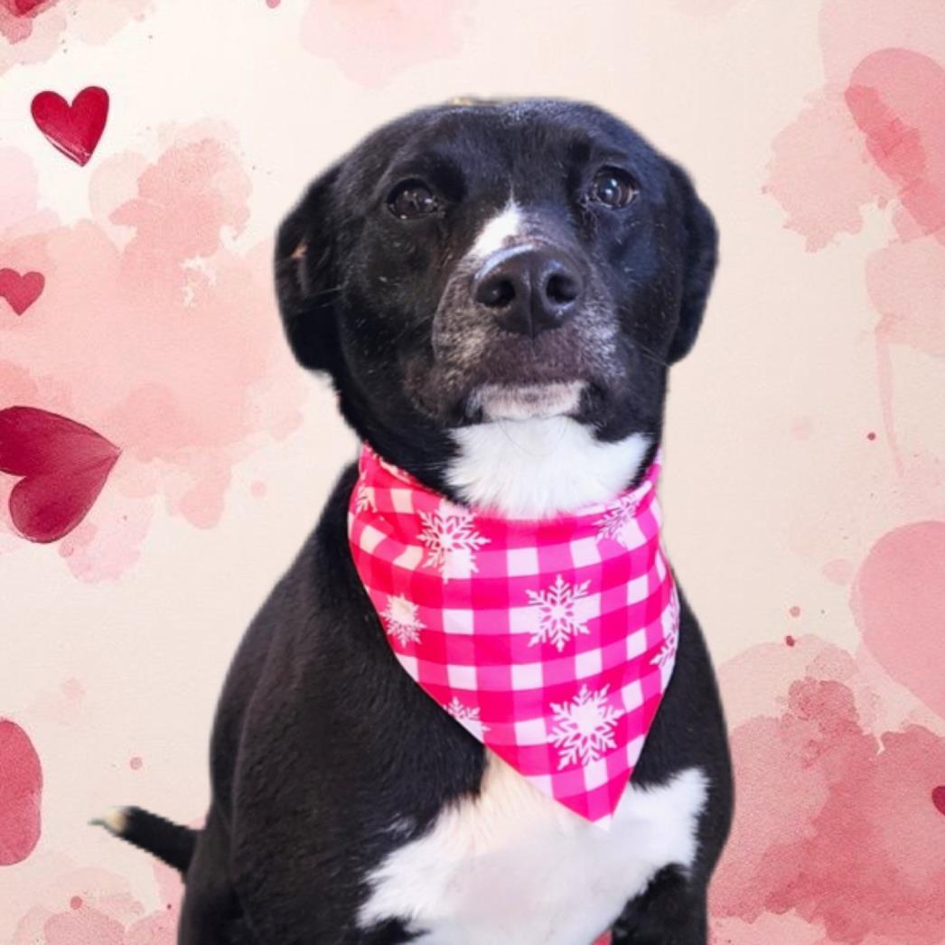 PHOEBE MINROE, Adoptable, Adult Female Labrador Retriever & Pit Bull Terrier.