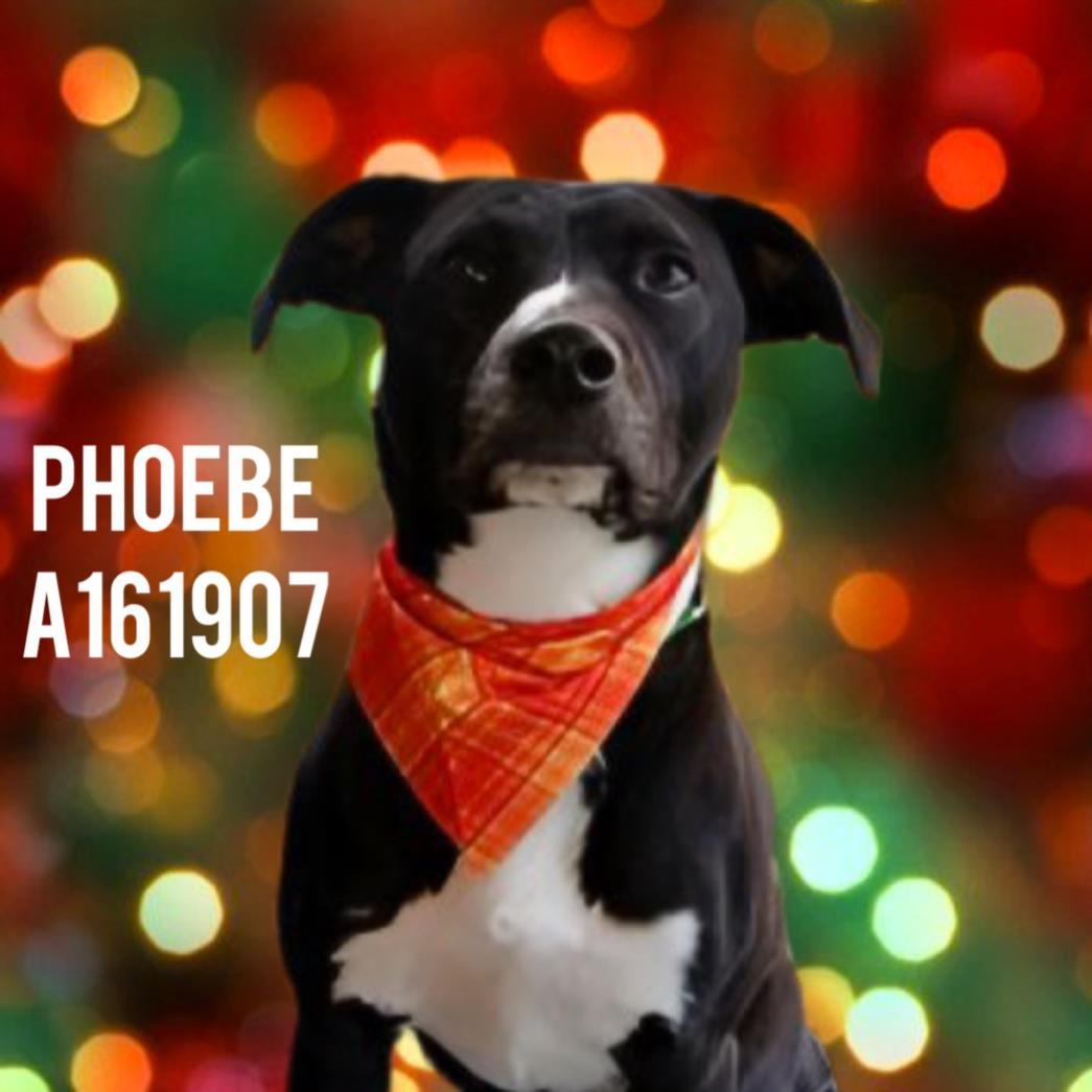 PHOEBE MINROE, Adoptable, Young Female Labrador Retriever & Pit Bull Terrier.