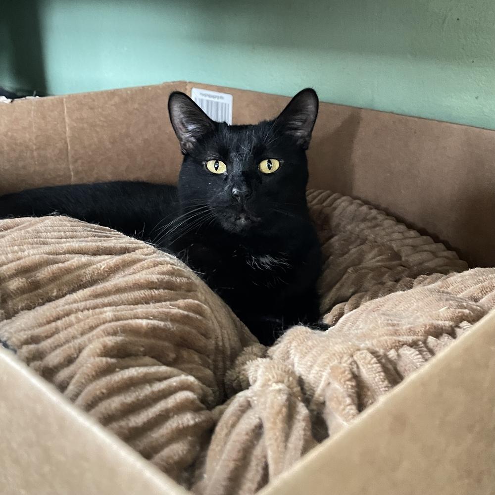Apollo, Adoptable, Adult Male Domestic Short Hair.