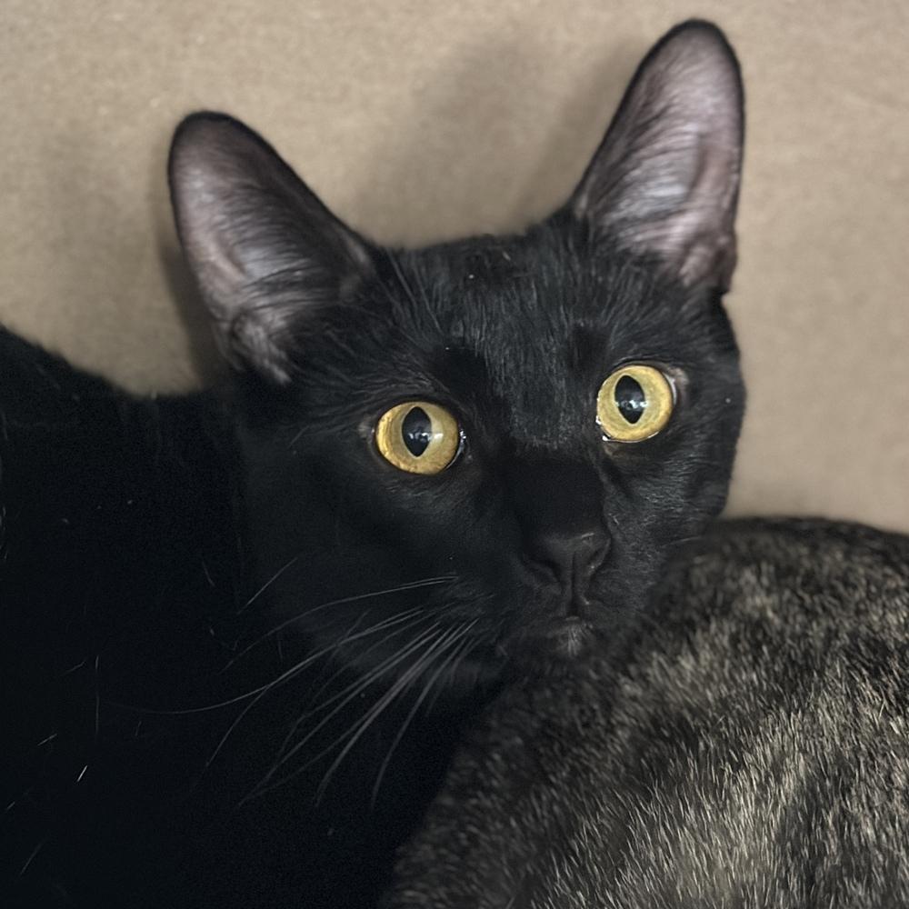 Apollo, Adoptable, Adult Male Domestic Short Hair.