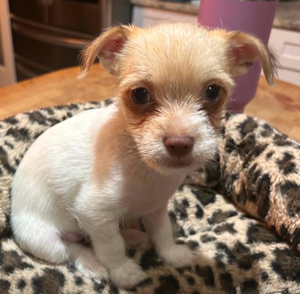 Colin (ADOPTION PENDING), Adoptable, Puppy Male Terrier.