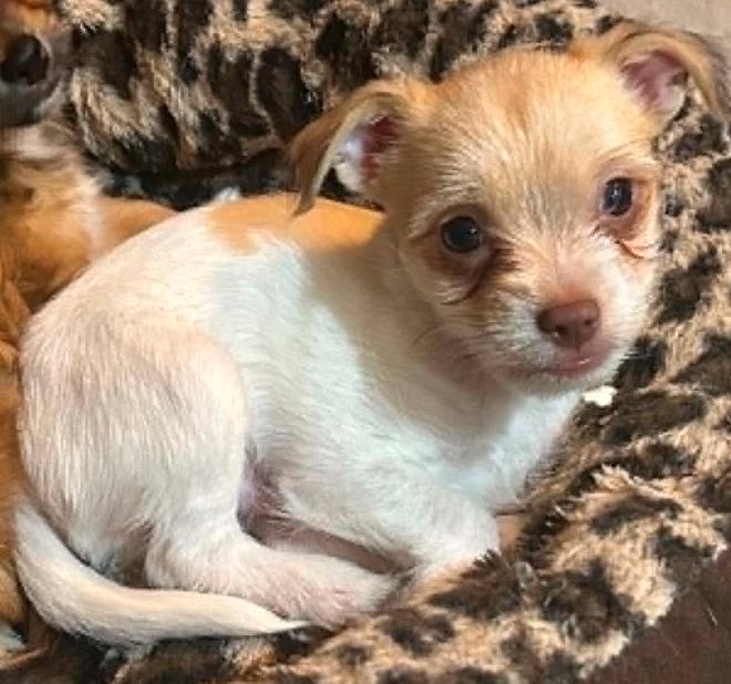 Enlarge Colin (ADOPTION PENDING), a Adoptable Terrier in Osteen, FL image 2/3