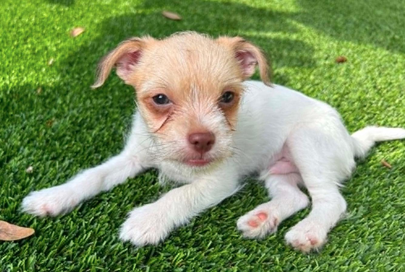 Enlarge Colin (ADOPTION PENDING), a Adoptable Terrier in Osteen, FL image 3/3
