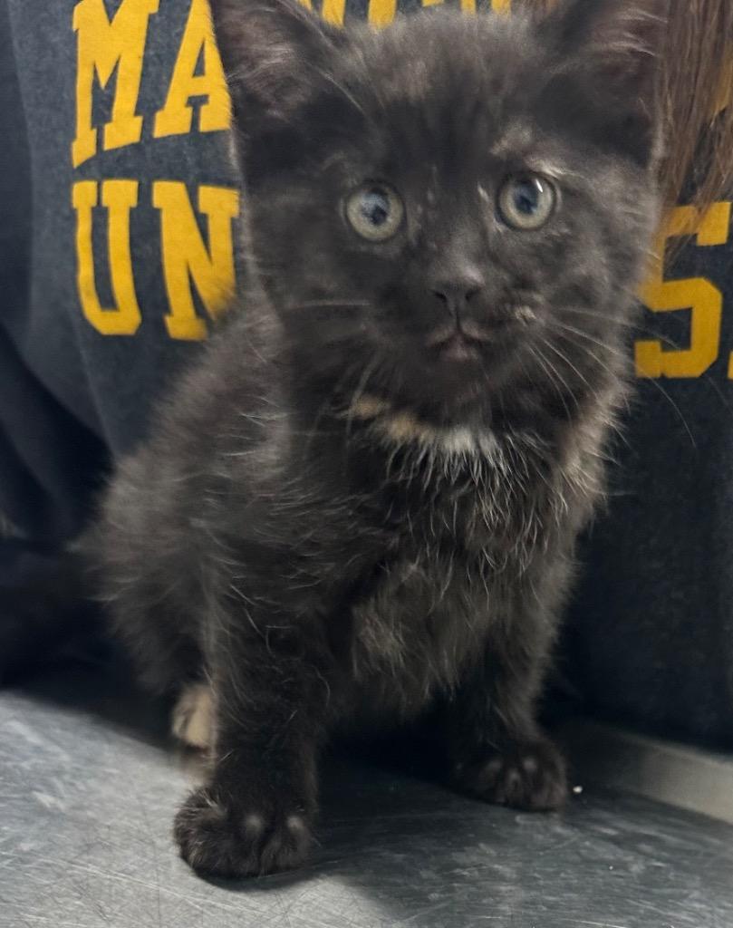 Twinkle, Adoptable, Kitten Female Domestic Short Hair.