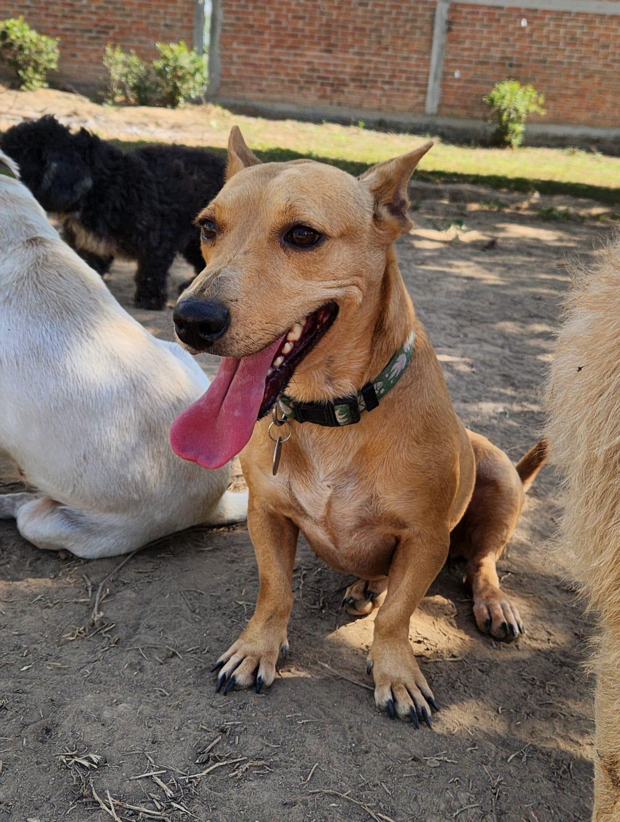 Enlarge Osa, an adopted Mixed Breed in EL COLORADO, JAL image 1/3