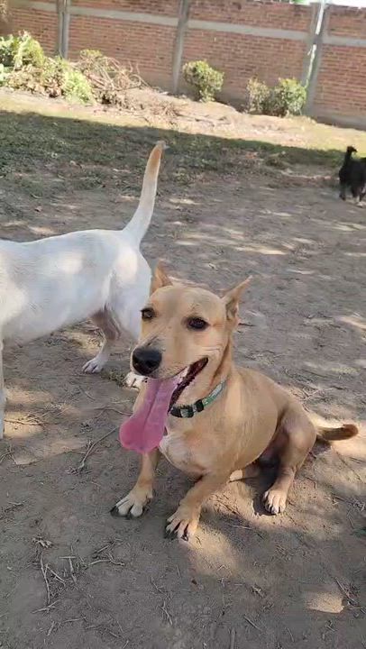 Enlarge Osa, an adopted Mixed Breed in EL COLORADO, JAL video 3/3