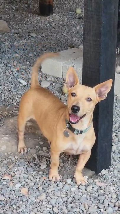 Enlarge Osa, an adopted Mixed Breed in EL COLORADO, JAL video 2/3