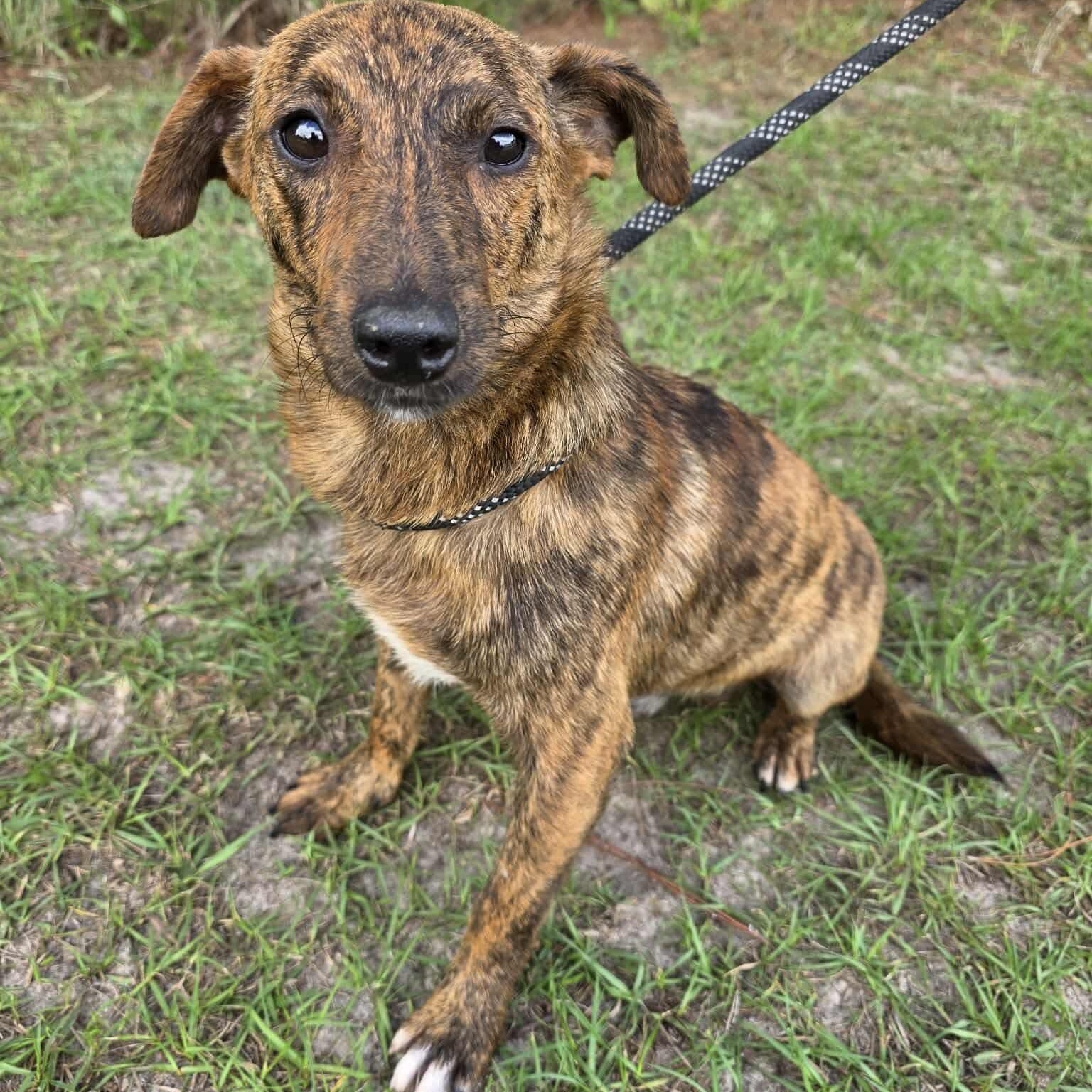 Terry, Adoptable, Young Male Dachshund & Plott Hound.