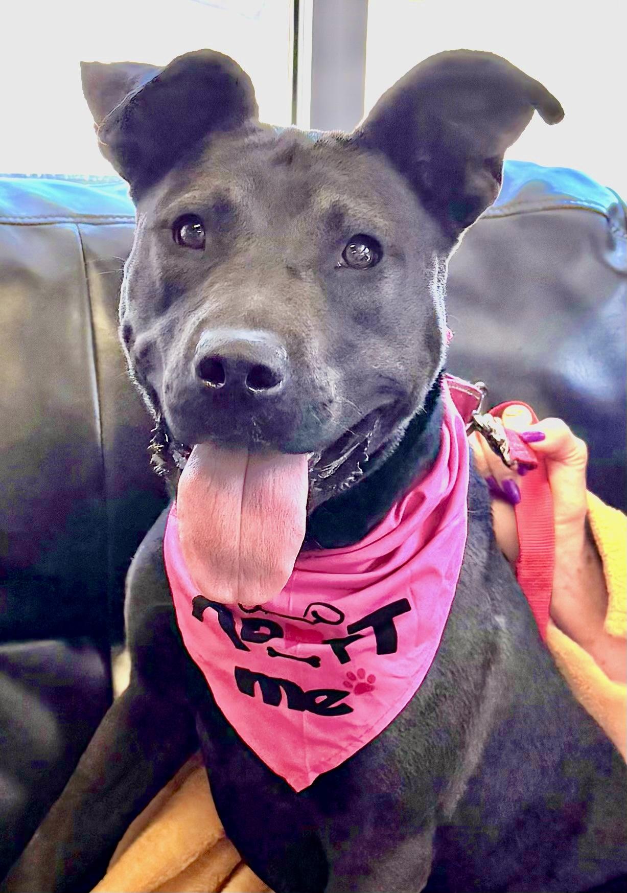 Enlarge RUBY, a Adoptable mixed breed in Thousand Oaks, CA image 5/6