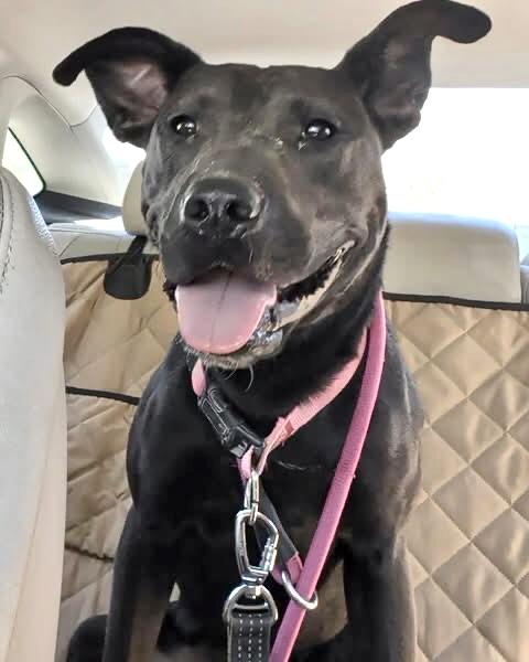 Enlarge RUBY, a Adoptable mixed breed in Thousand Oaks, CA image 6/6