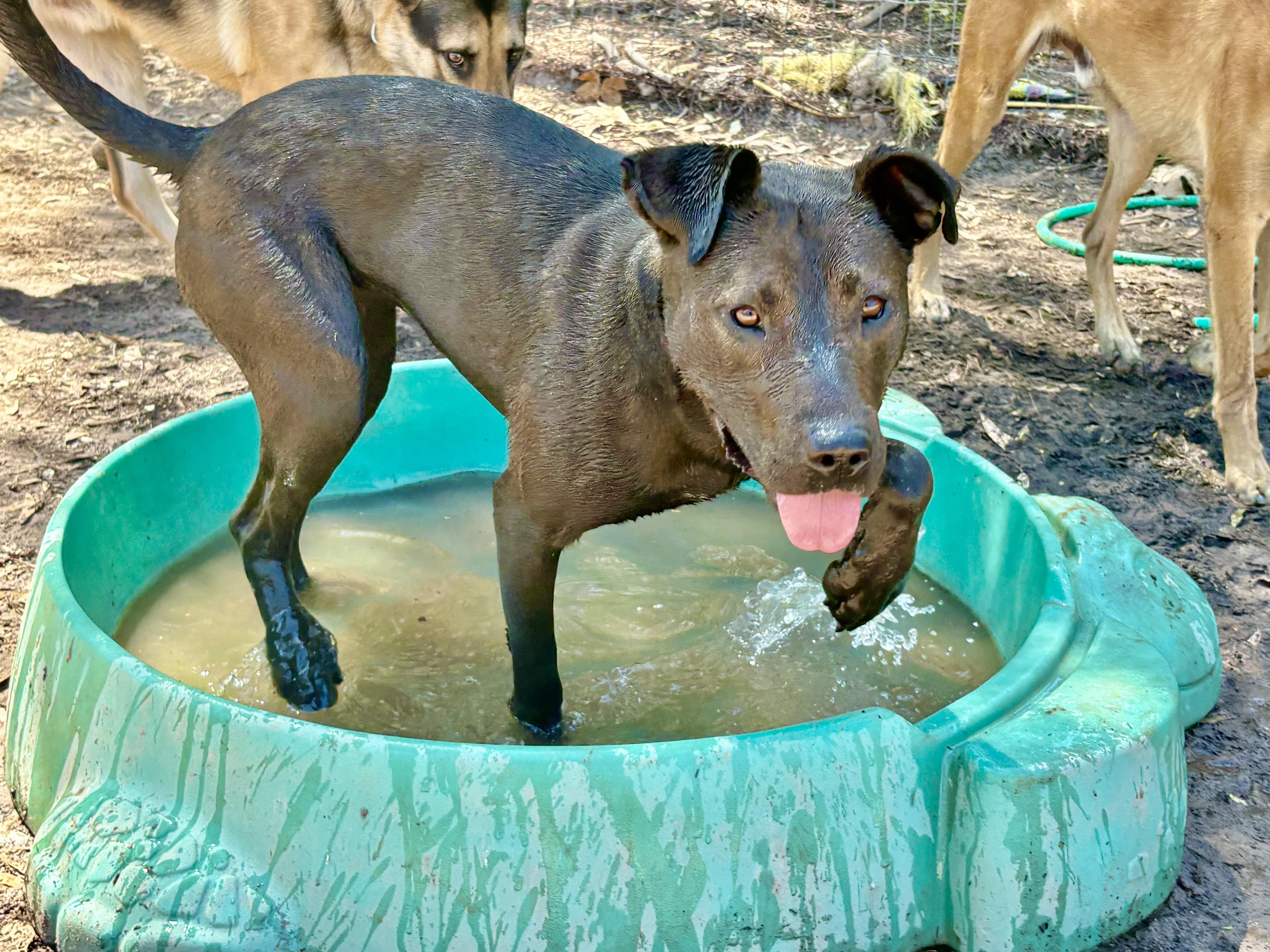 Enlarge RUBY, a Adoptable mixed breed in Thousand Oaks, CA image 4/6