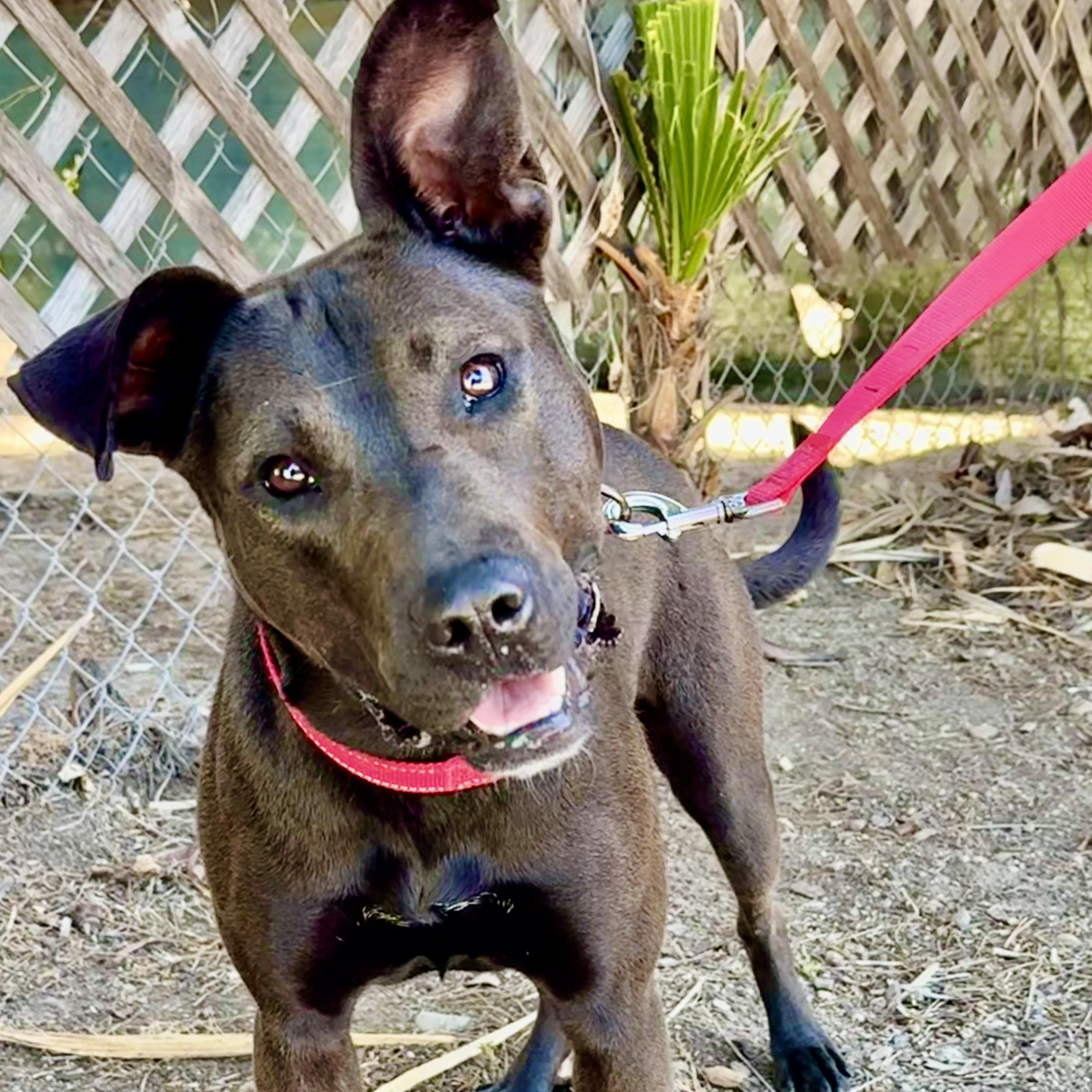 RUBY, Adoptable, Young Female Pit Bull Terrier & American Staffordshire Terrier.