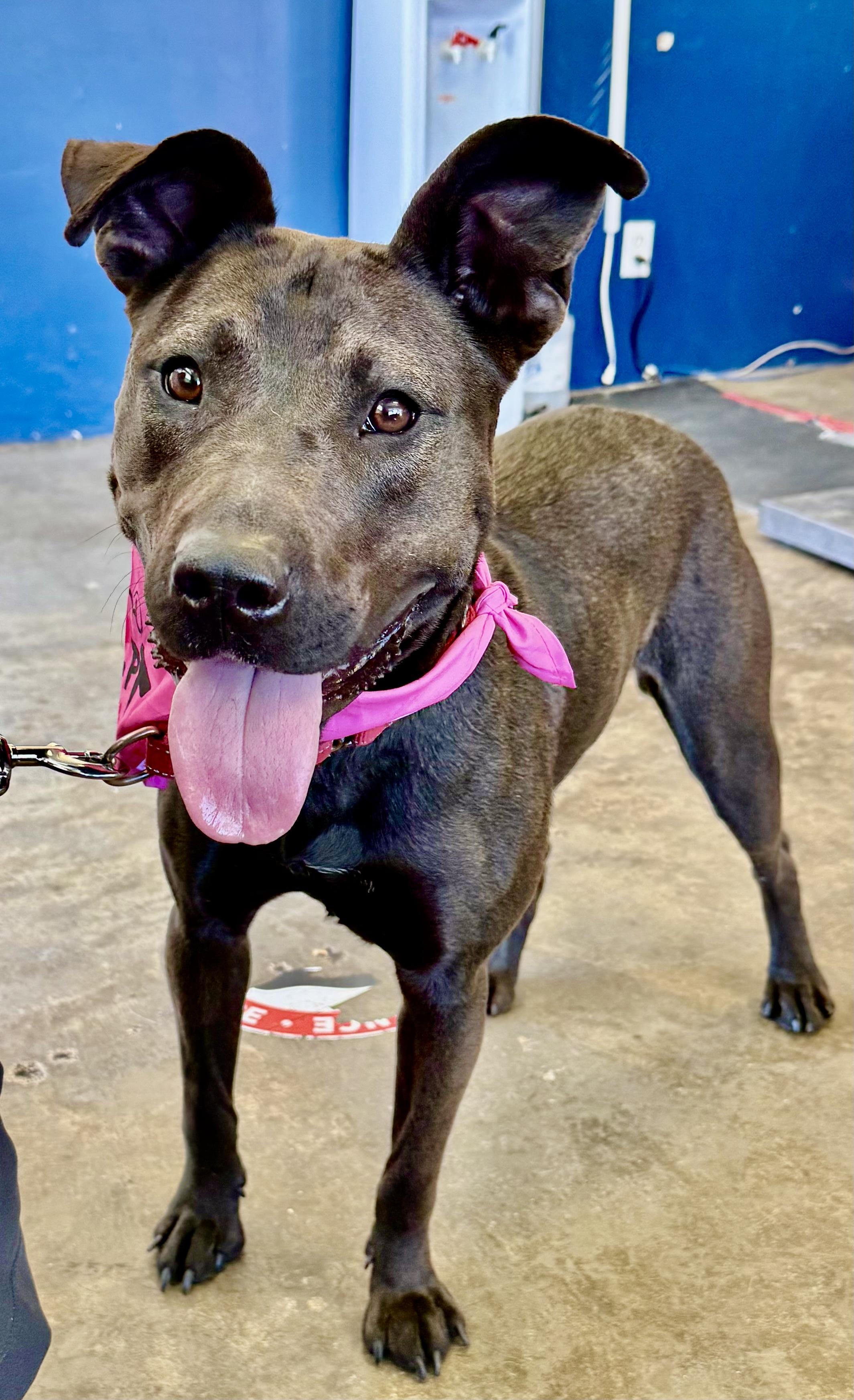 Enlarge RUBY, a Adoptable mixed breed in Thousand Oaks, CA image 3/6