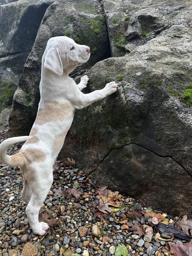 Meadow, Adoptable, Puppy Female American Bulldog.