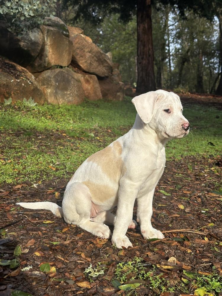 Enlarge Meadow, a Adoptable mixed breed in Jamestown, CA image 2/6