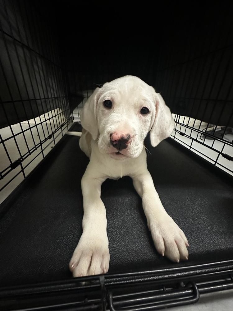 Enlarge Meadow, a Adoptable mixed breed in Jamestown, CA image 3/6