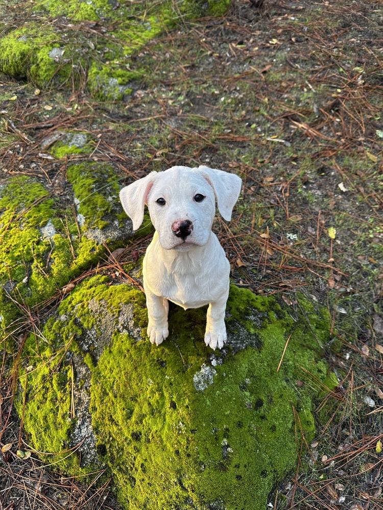 Enlarge Meadow, a Adoptable mixed breed in Jamestown, CA image 4/6