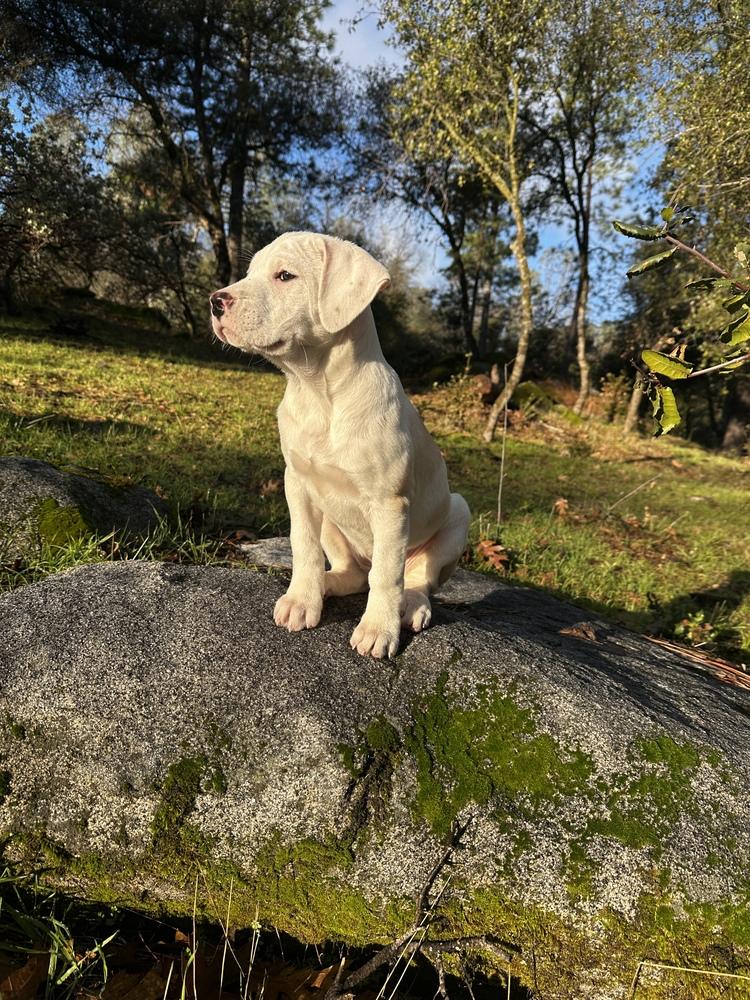 Enlarge Meadow, a Adoptable mixed breed in Jamestown, CA image 5/6