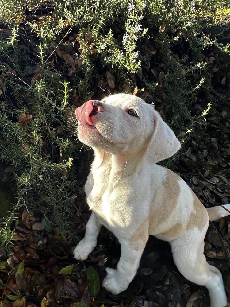 Enlarge Meadow, a Adoptable mixed breed in Jamestown, CA image 6/6