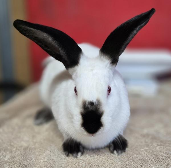 Cory, Adoptable, Young Male Californian.