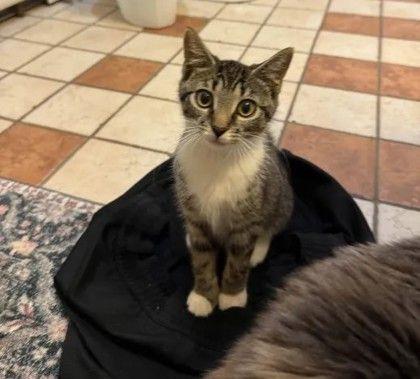 Knox, adopted, Young Female Domestic Medium Hair.