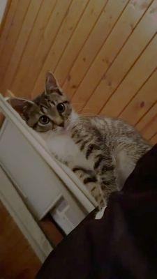 Knox, an adopted Domestic Medium Hair in Williamsport, PA image 2/2