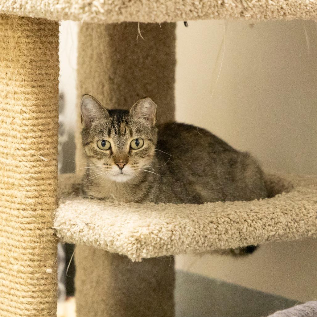 Mochi, Adoptable, Young Female Domestic Short Hair.