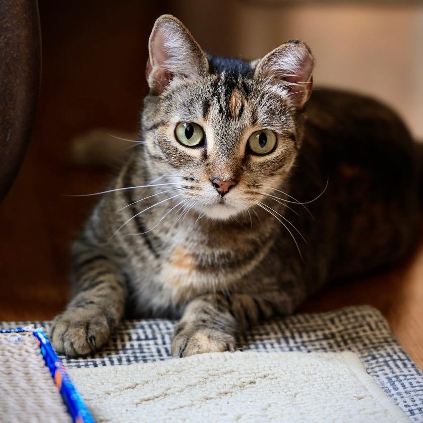 Mochi, a Adoptable Domestic Short Hair in Gainesville, FL image 2/6