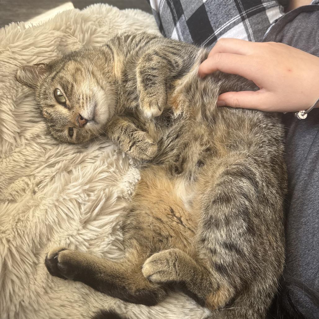 Enlarge Mochi, a Adoptable Domestic Short Hair in Gainesville, FL image 2/6