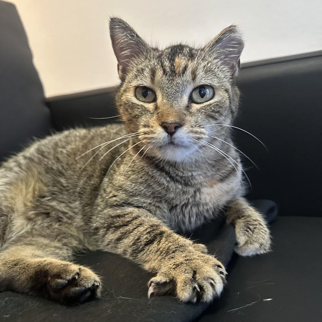 Enlarge Mochi, a Adoptable Domestic Short Hair in Gainesville, FL image 3/6