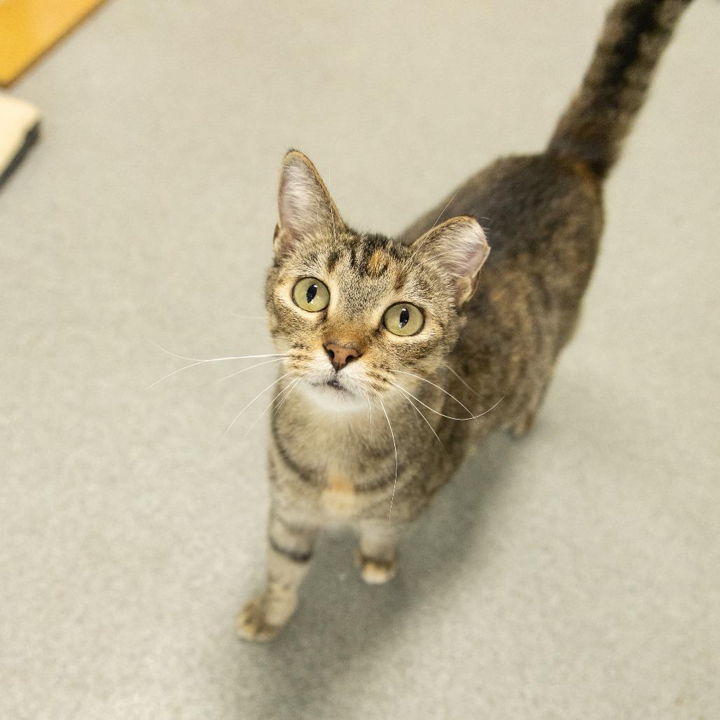 Enlarge Mochi, a Adoptable Domestic Short Hair in Gainesville, FL image 4/6