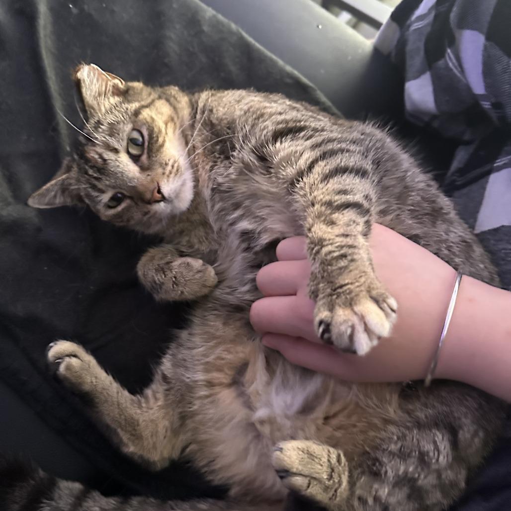 Enlarge Mochi, a Adoptable Domestic Short Hair in Gainesville, FL image 5/6