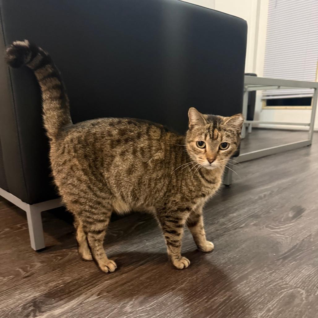 Enlarge Mochi, a Adoptable Domestic Short Hair in Gainesville, FL image 6/6