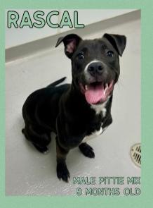 Binx, Adoptable, Puppy Male Pit Bull Terrier.