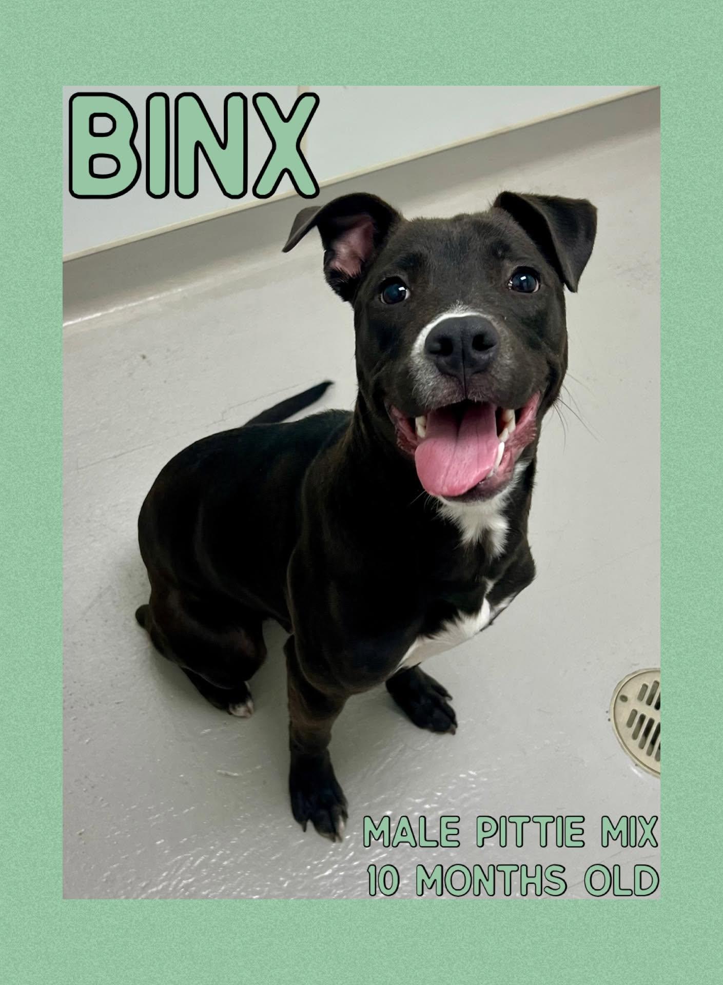 Enlarge Binx, a Adoptable mixed breed in Danville, IN image 1/1