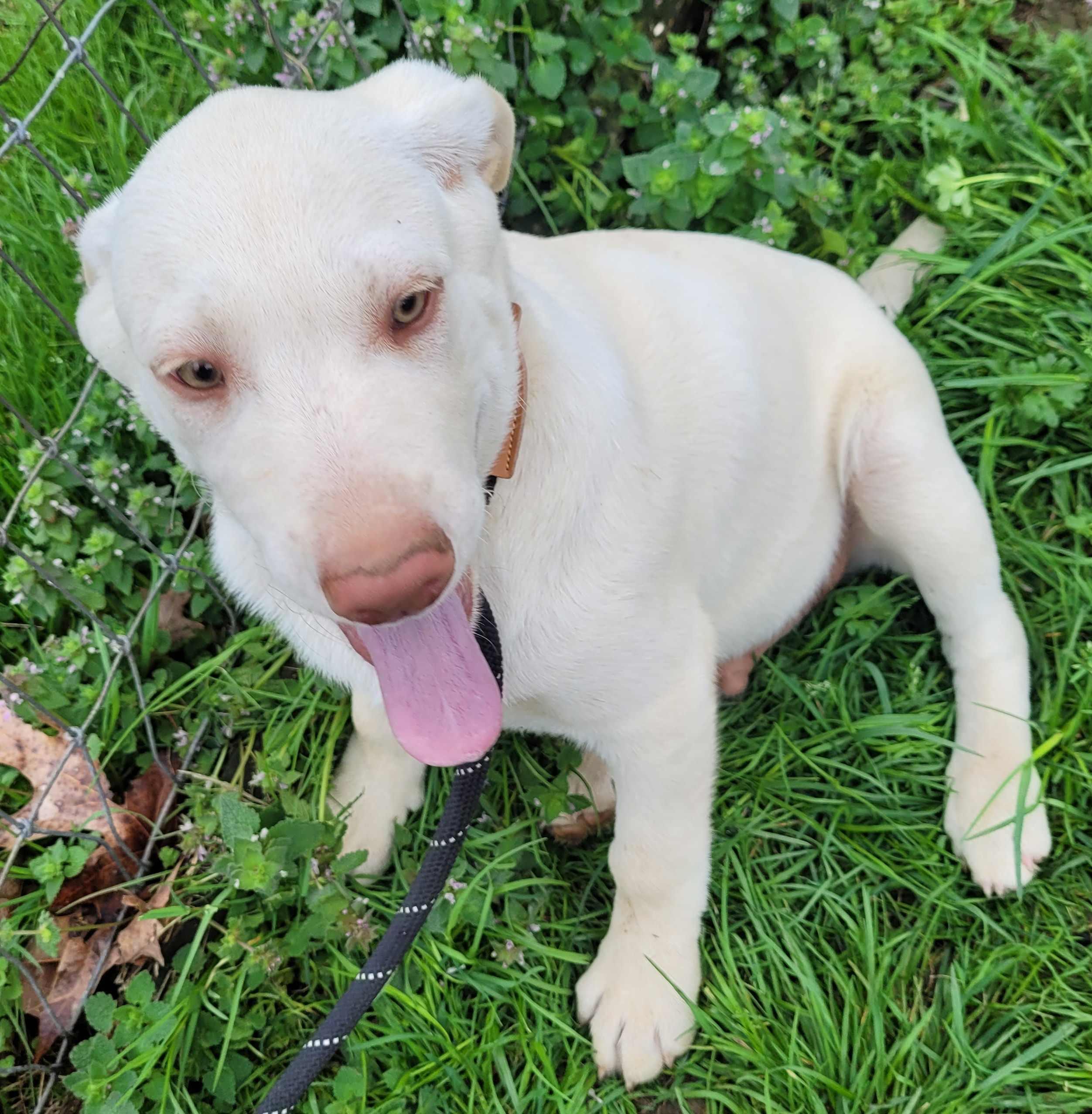 Enlarge Bodine, a ADOPTABLE mixed breed in Killingworth, CT image 4/6