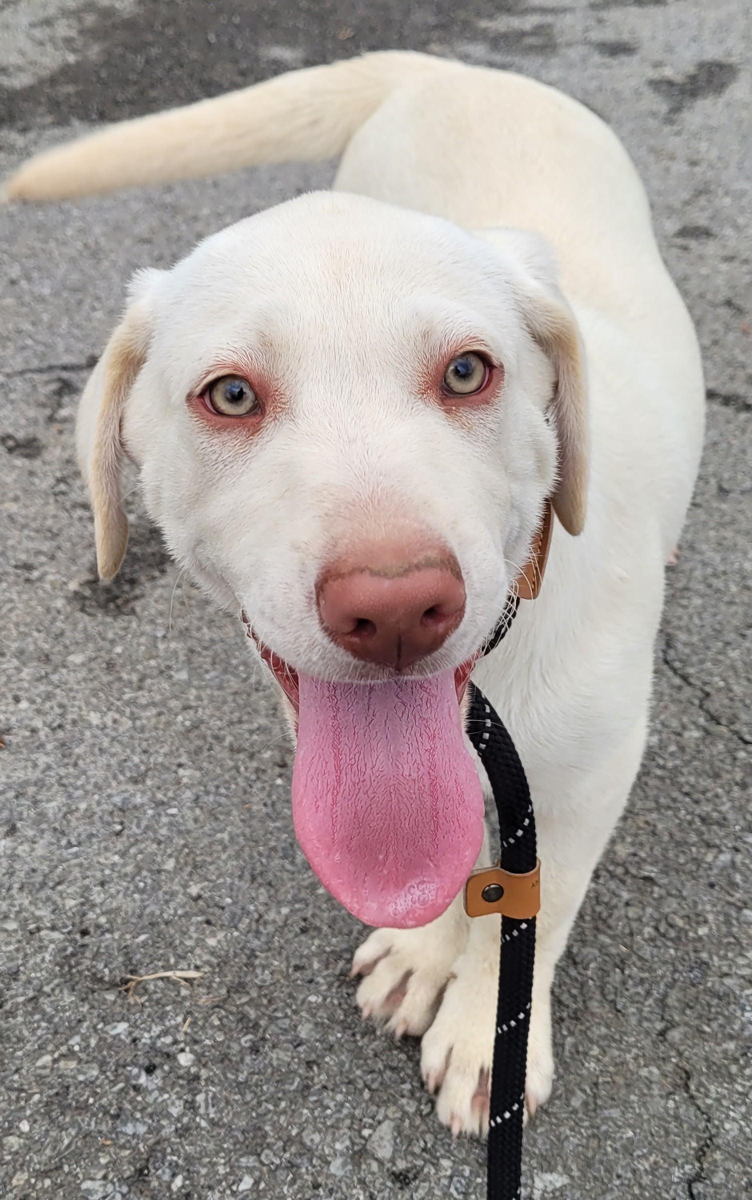 Bodine, ADOPTABLE, Puppy Male Yellow Labrador Retriever.