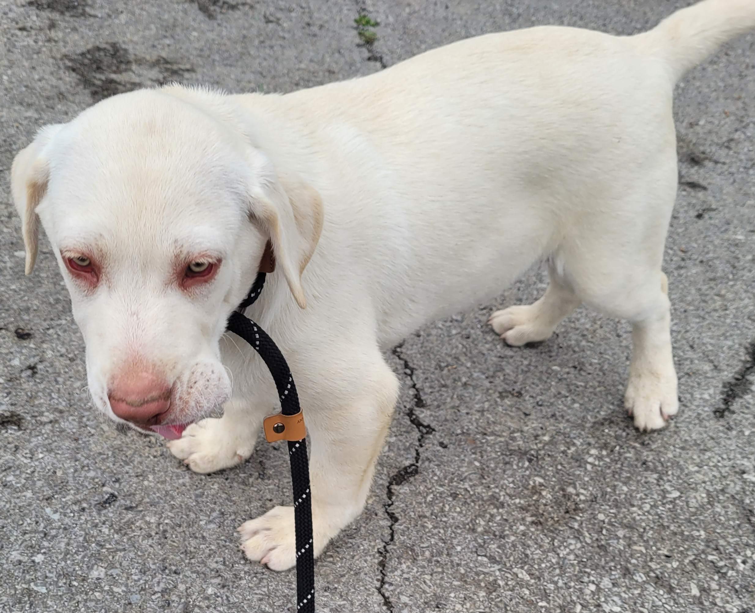 Enlarge Bodine, a ADOPTABLE mixed breed in Killingworth, CT image 3/6
