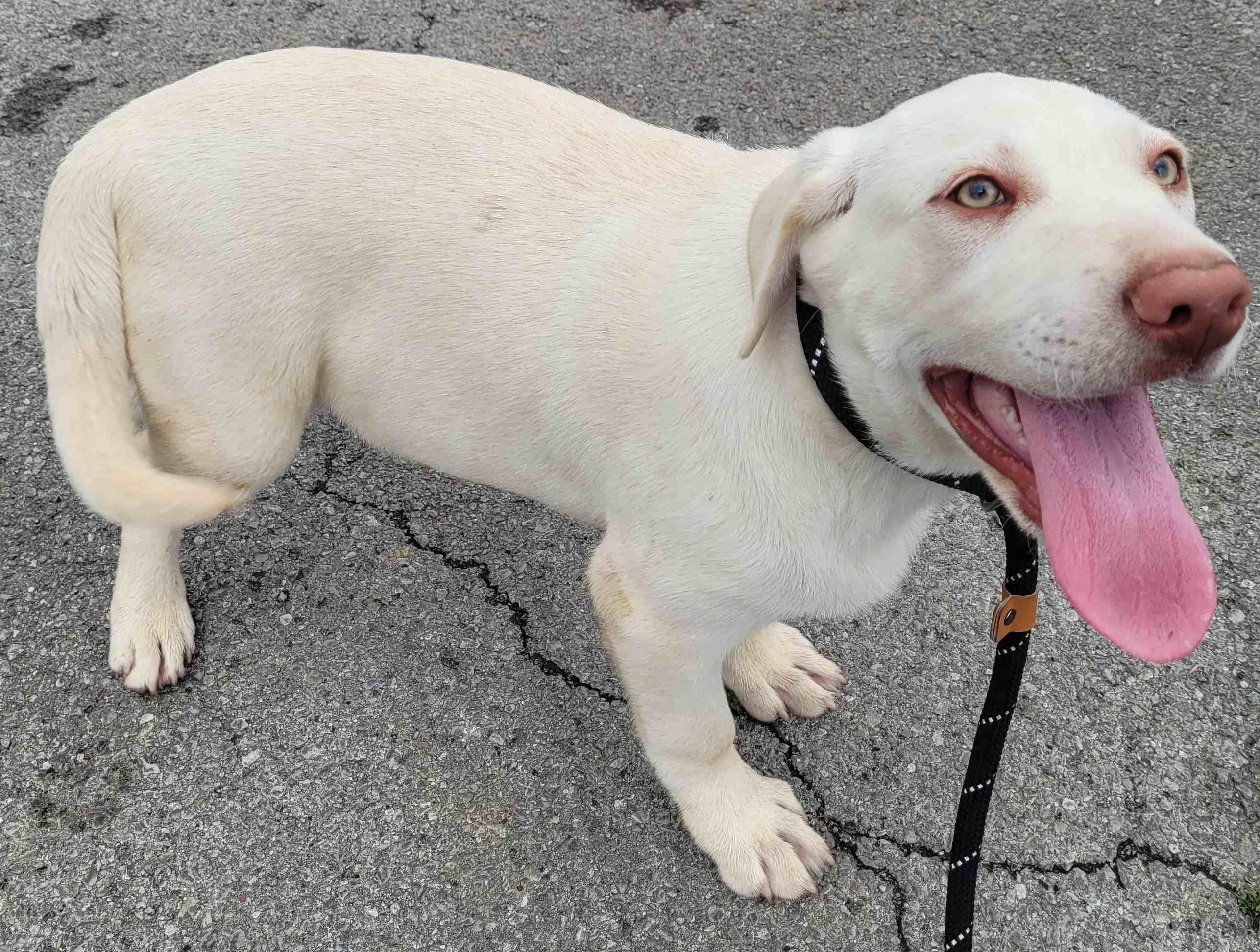 Enlarge Bodine, a ADOPTABLE mixed breed in Killingworth, CT image 5/6