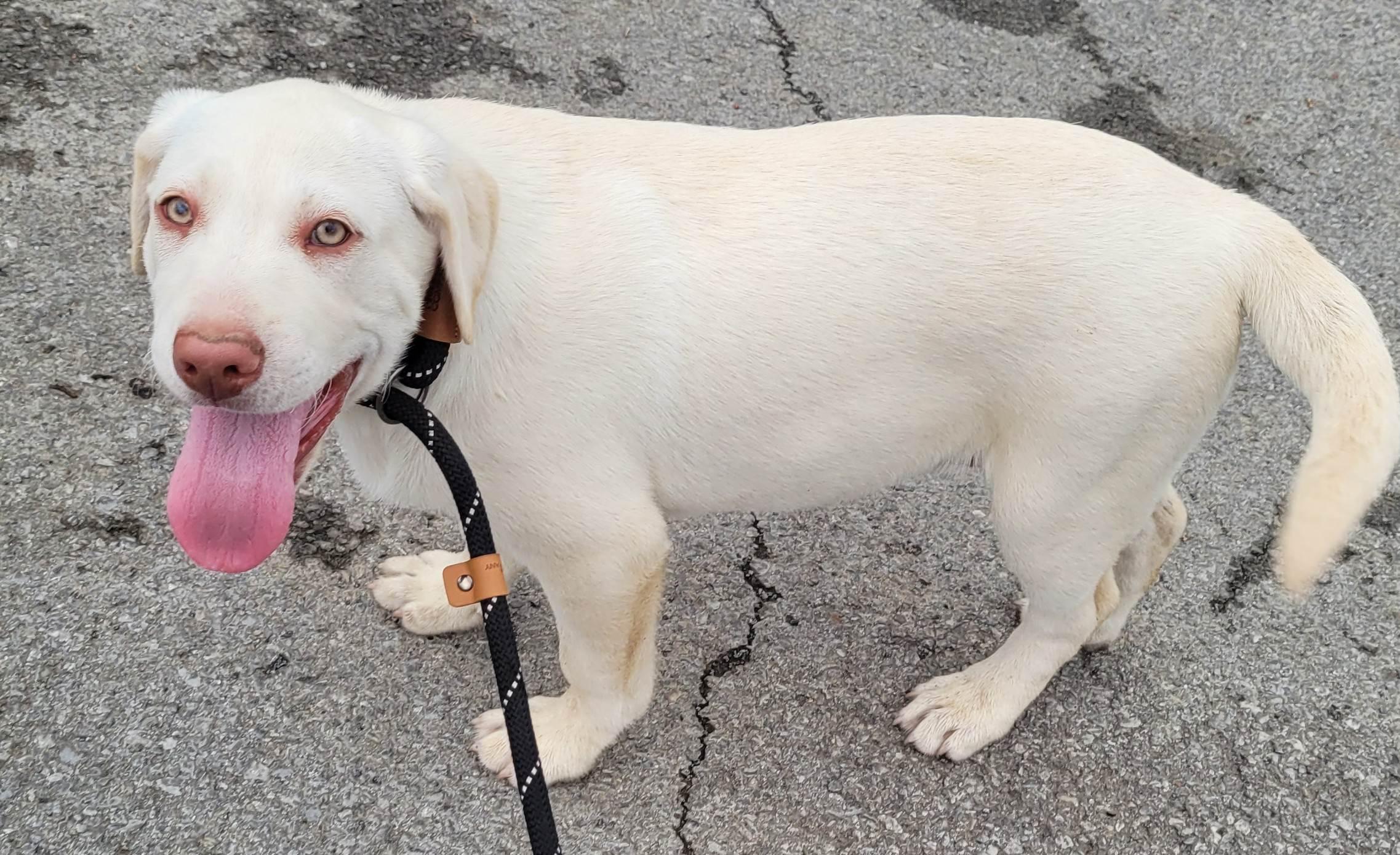 Enlarge Bodine, a ADOPTABLE mixed breed in Killingworth, CT image 2/6