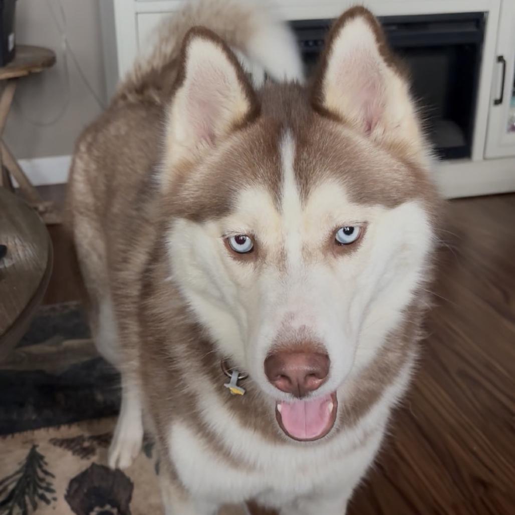 Khaleesi, Adoptable, Young Female Husky.