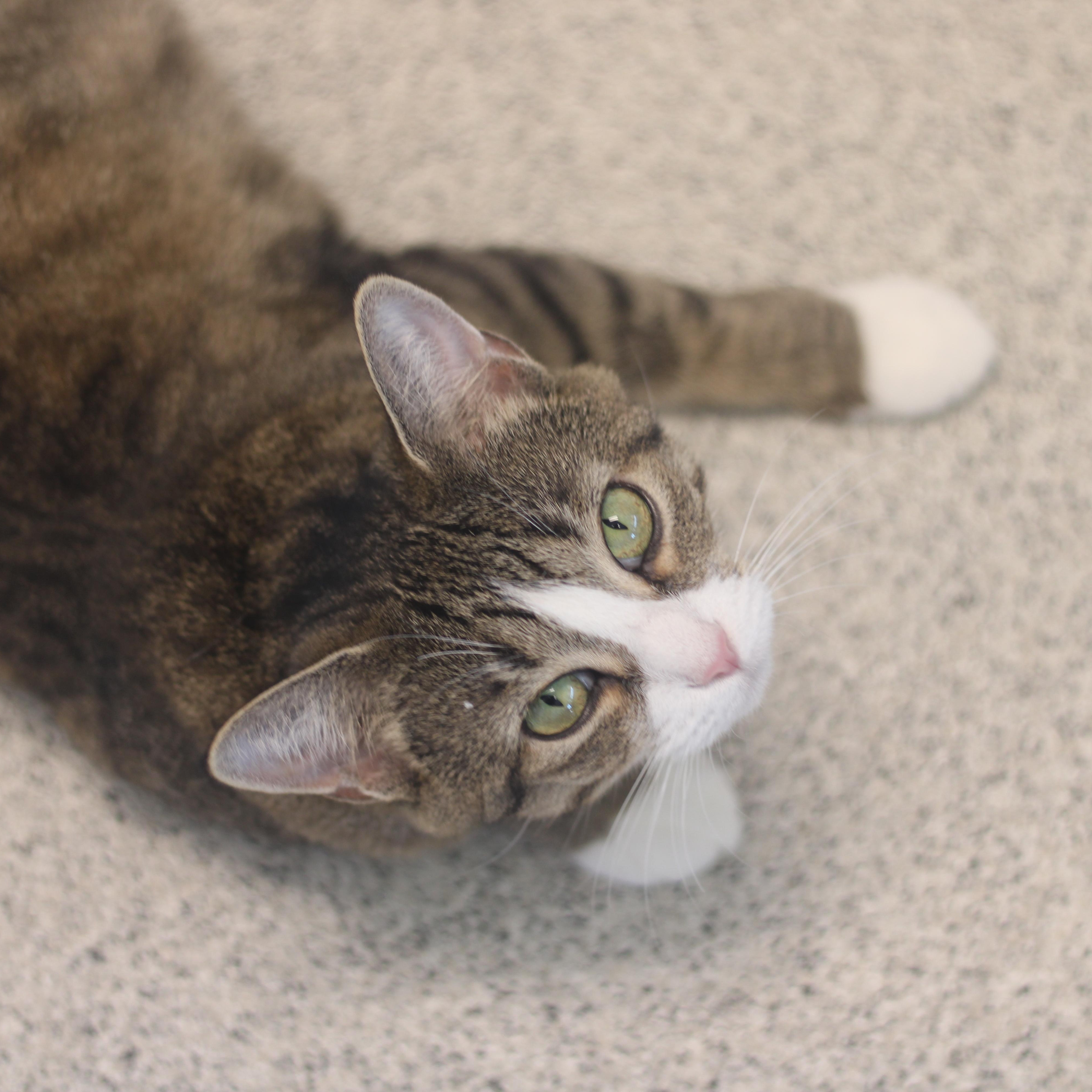 Enlarge Celia, a ADOPTABLE Domestic Short Hair in Cooperstown, NY image 3/3