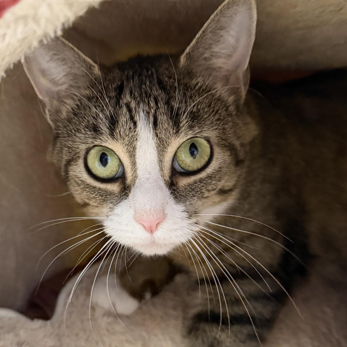 Enlarge Celia, a ADOPTABLE Domestic Short Hair in Cooperstown, NY image 2/3