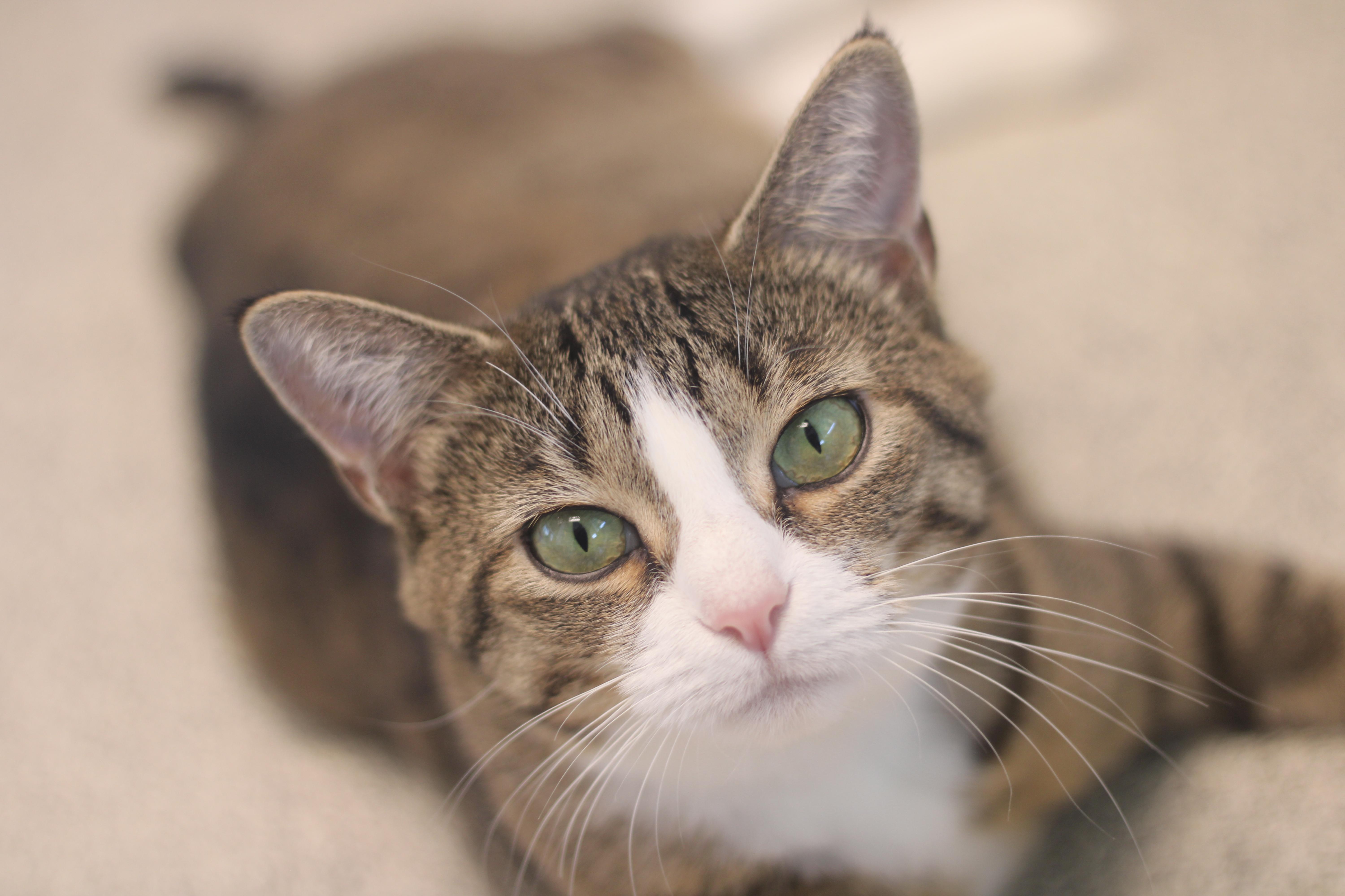 Celia, ADOPTABLE, Young Female Domestic Short Hair.