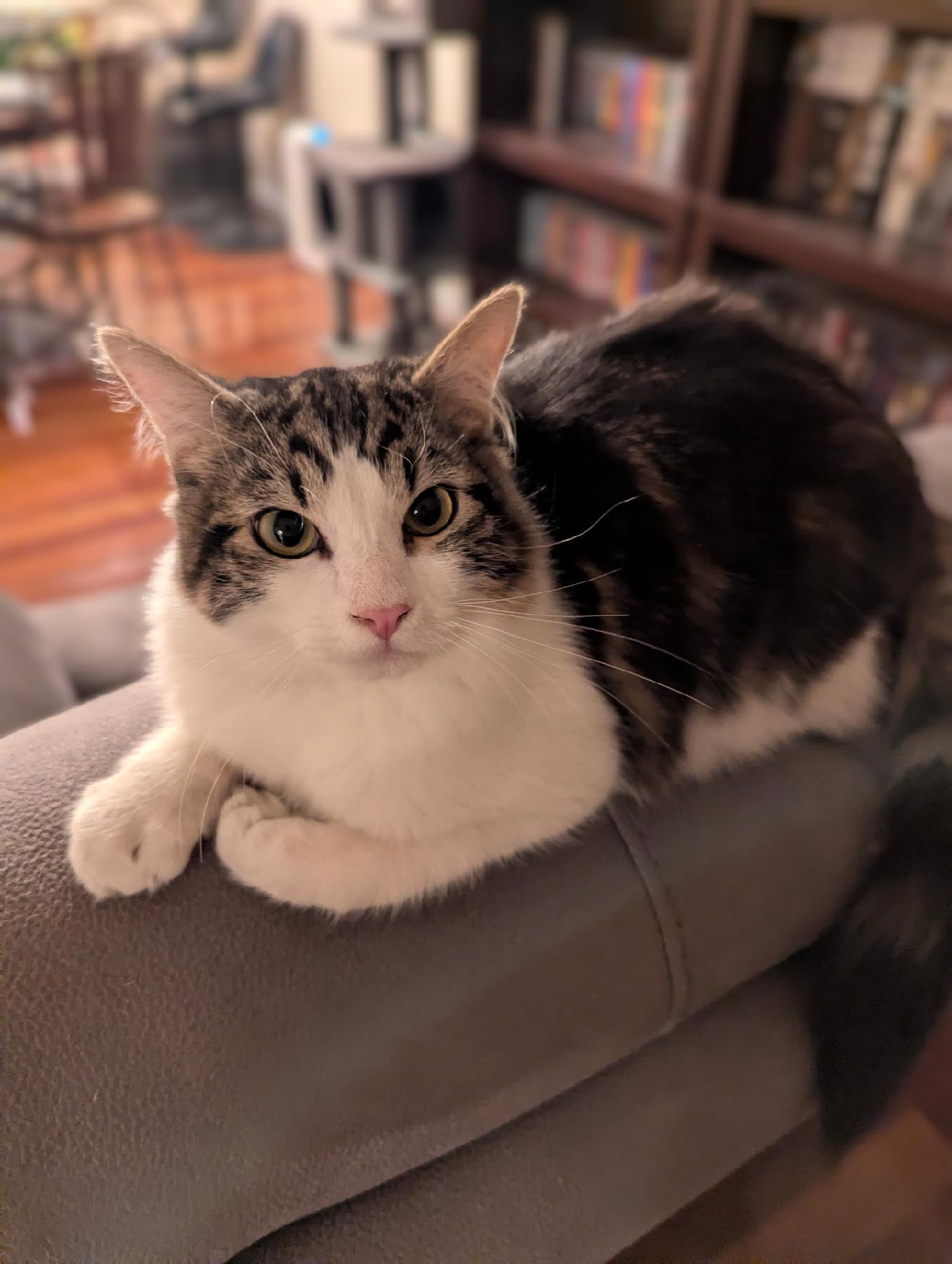 Enlarge Dash, a ADOPTABLE Domestic Long Hair in Union Gap, WA image 1/1