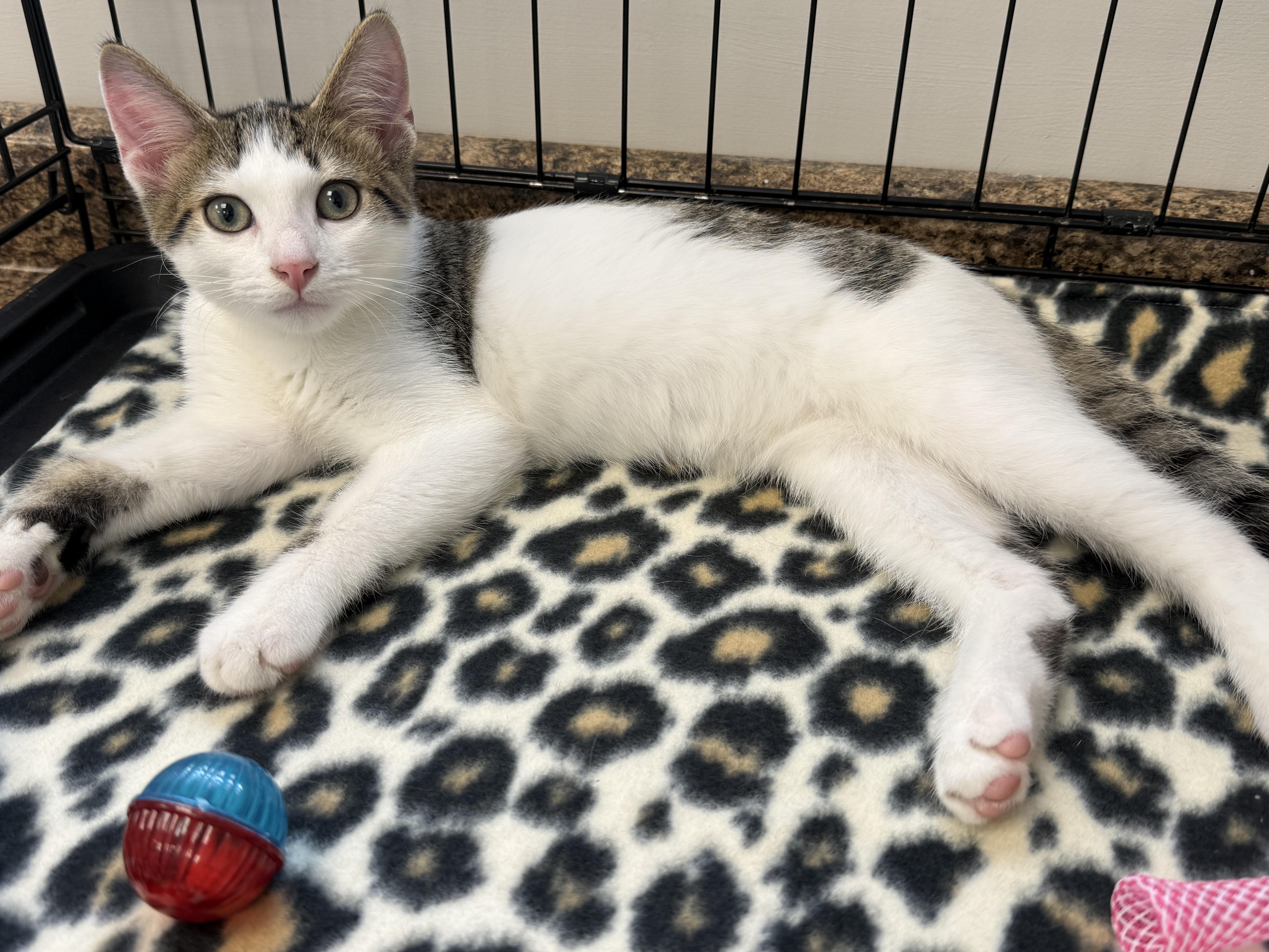 Jojo, Adoptable, Kitten Male Domestic Short Hair.