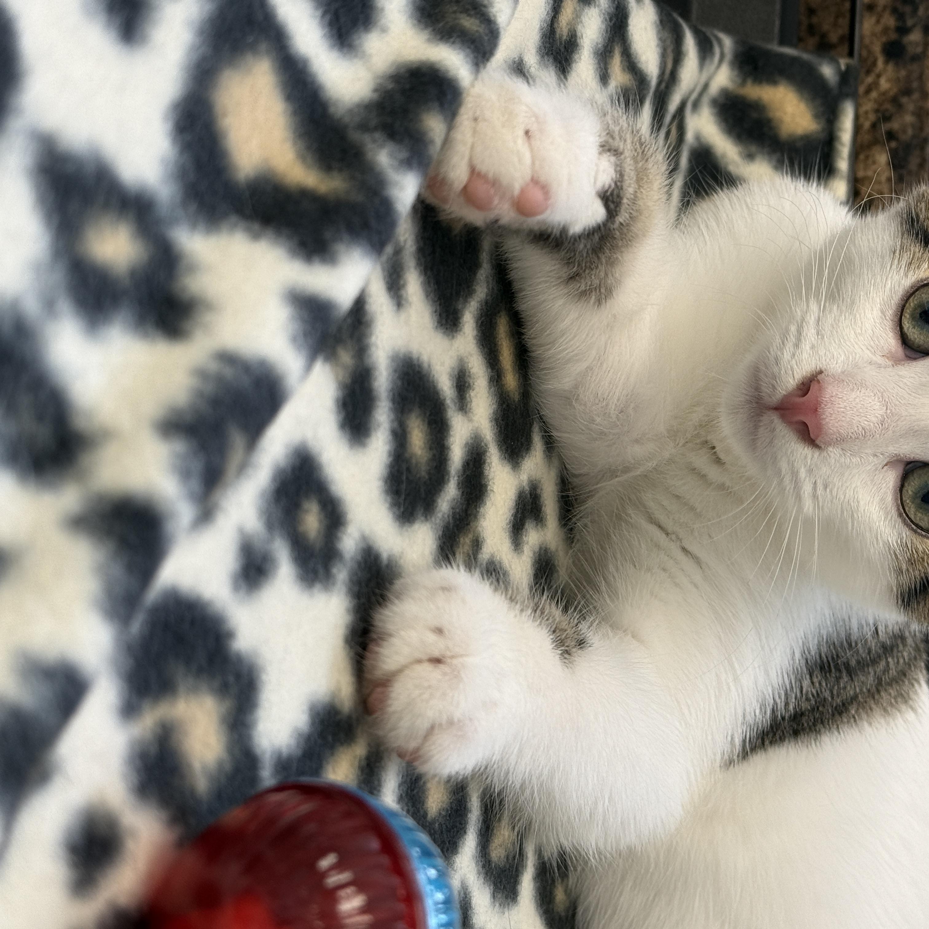 Jojo, a Adoptable Domestic Short Hair in Hartville, OH image 3/4