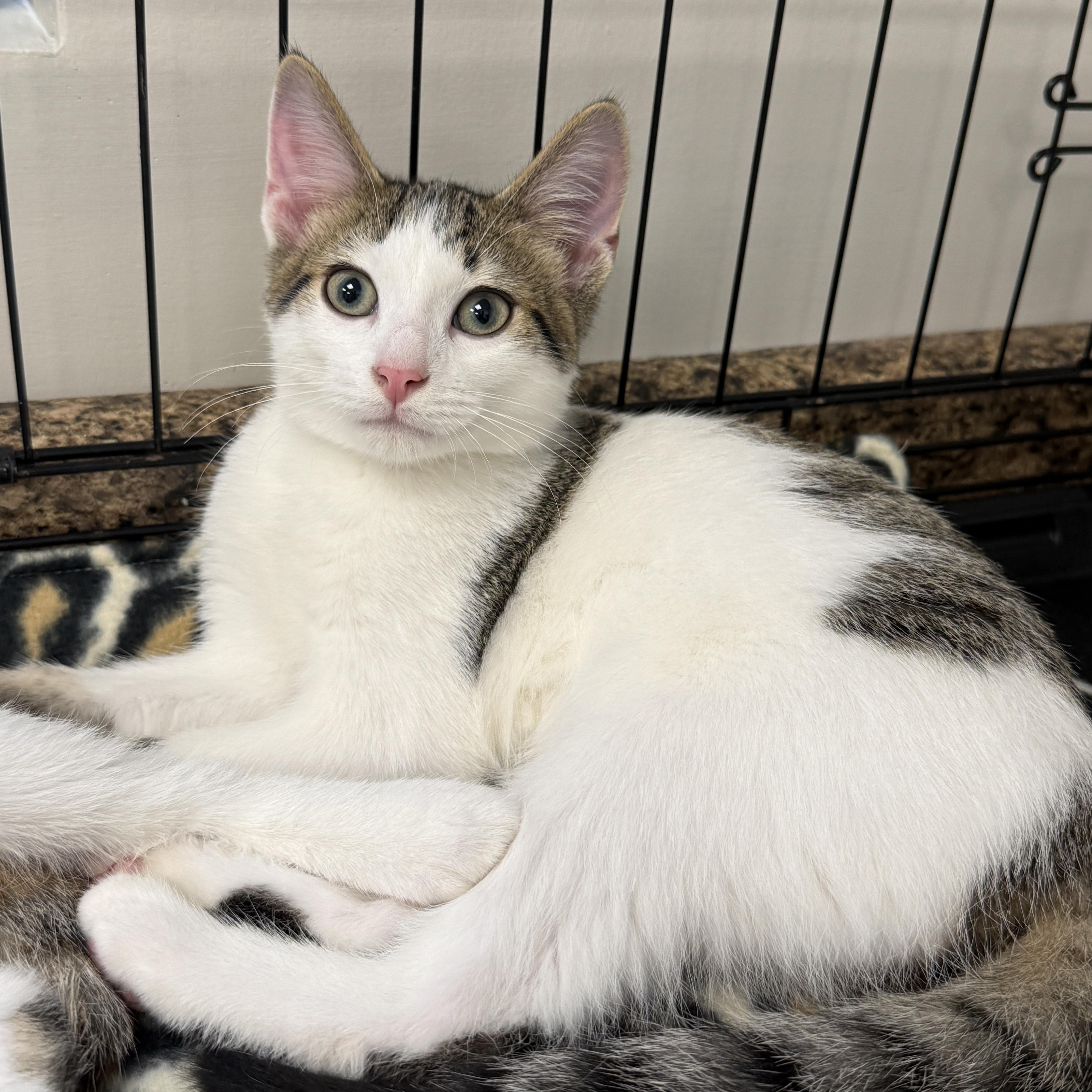 Jojo, a Adoptable Domestic Short Hair in Hartville, OH image 2/4
